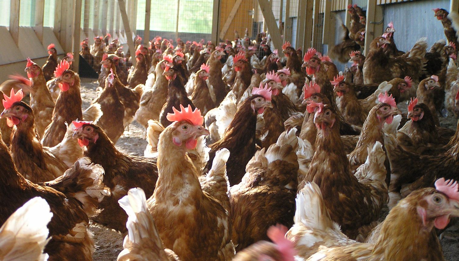 Schwindel Freilandeier: Kaum ein Huhn ist auf der Weide