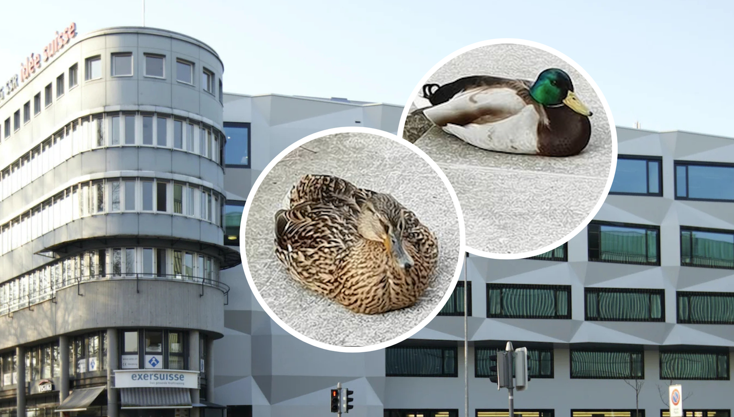 Das sind die niedlichsten Studenten der Uni Luzern