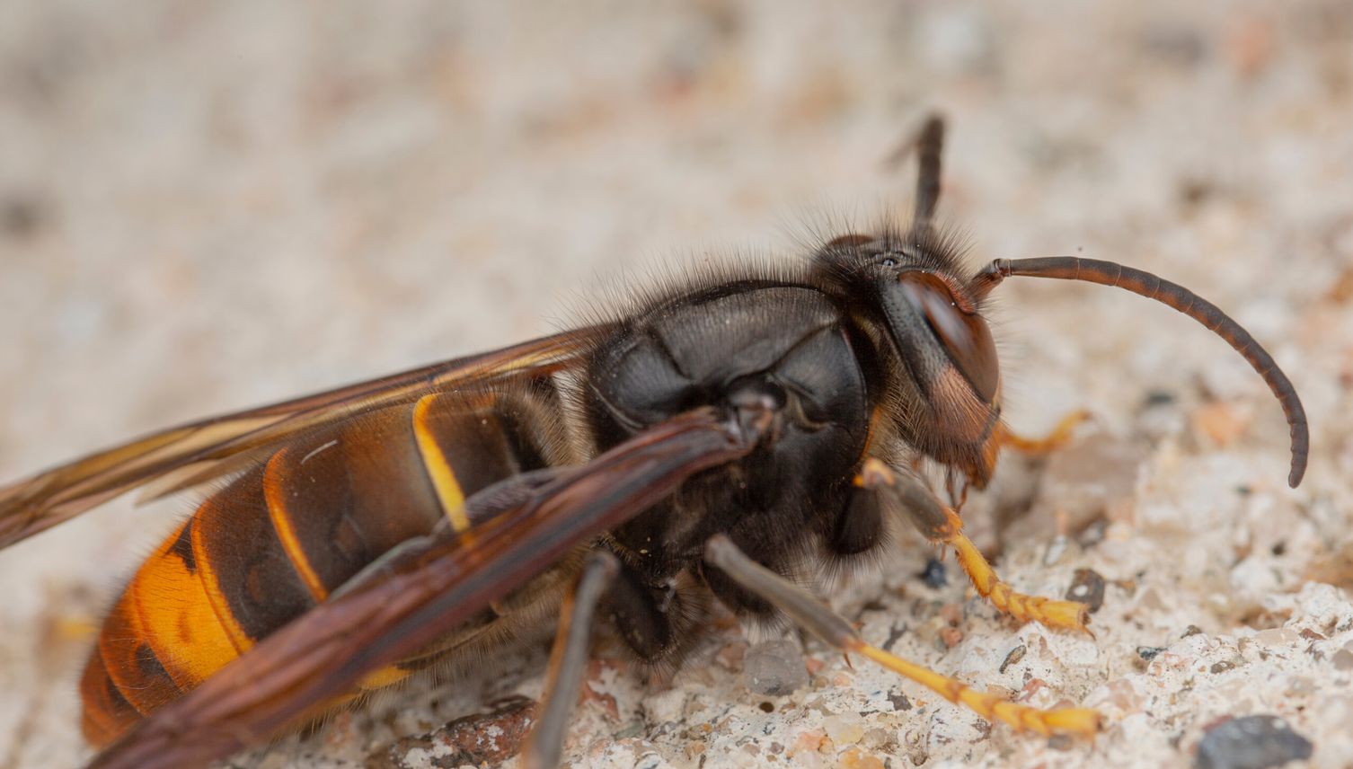 Invasive Tierart nistet sich im Kanton Luzern ein