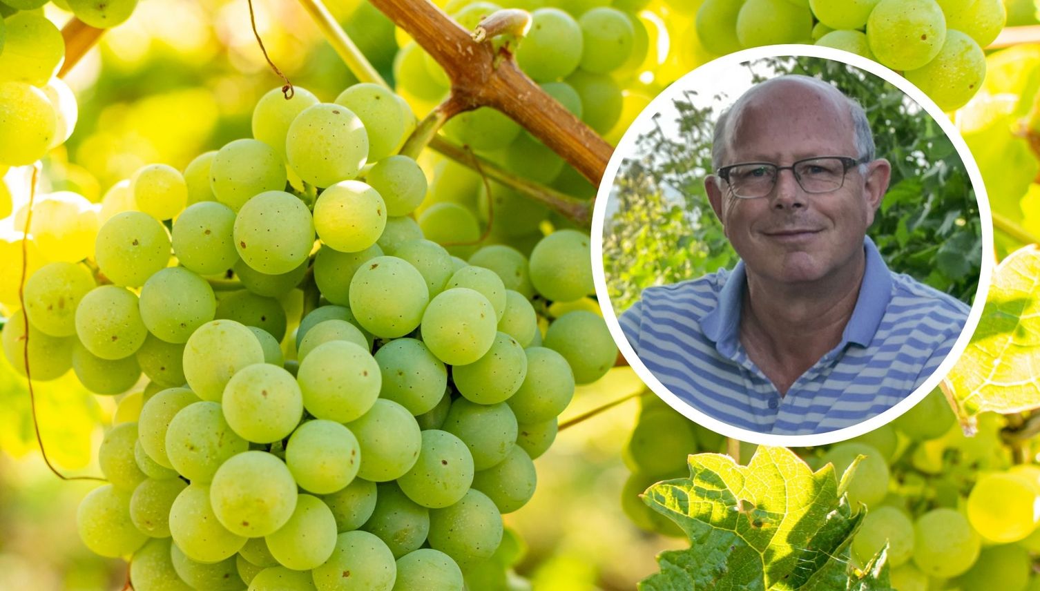 Nasser Spätsommer: Zentralschweizer Winzer bibbern um Ernte