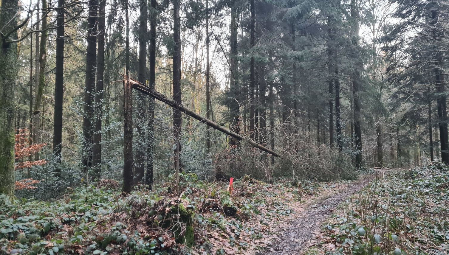 Für die Luzerner Förster beginnt nun der Kampf gegen den Borkenkäfer