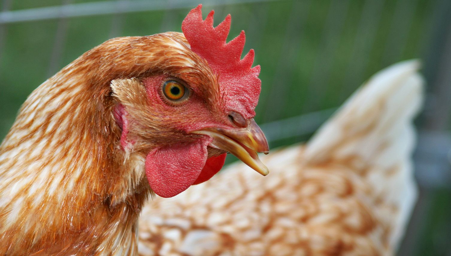 Kriens: Kuriose Geschichte um ein Huhn im Bellpark