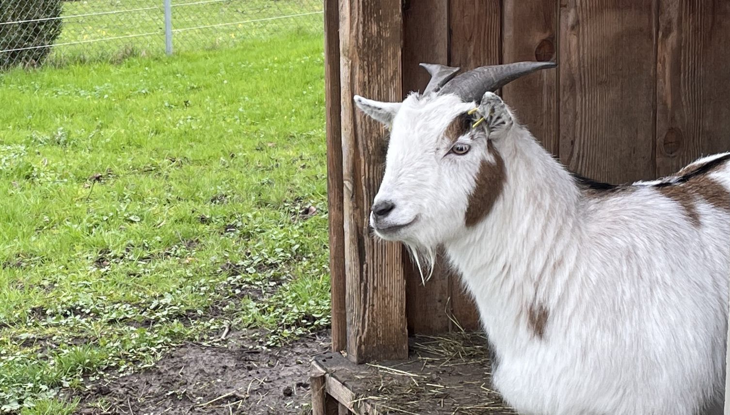 Vier Familien führen nun den Kleintierpark Zunacher