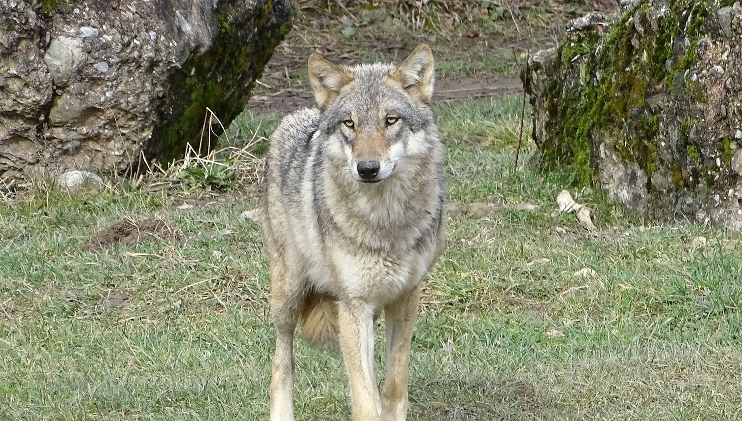 Mehrere Personen haben in Oberägeri einen Wolf gesehen