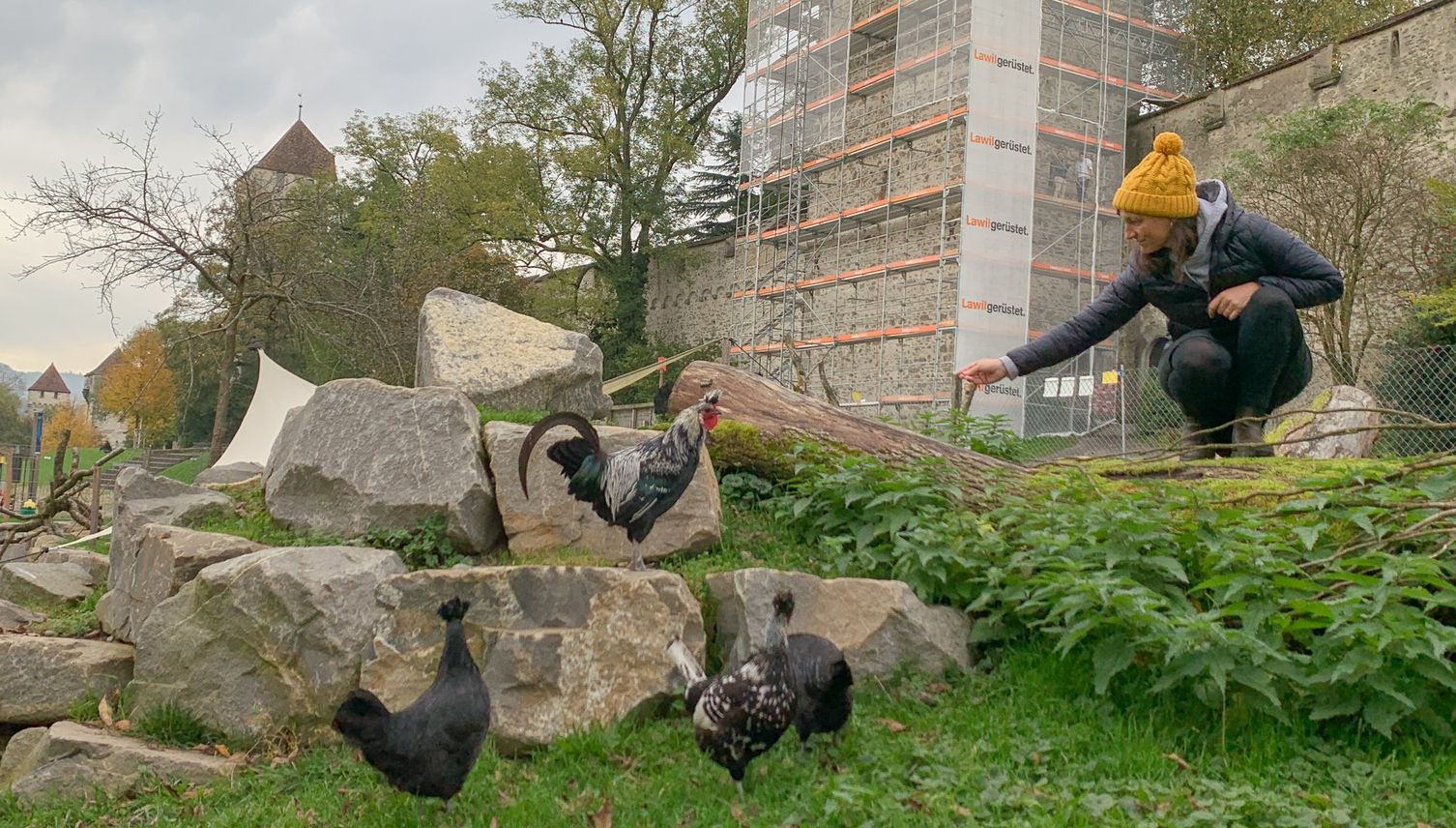 Stadtluzerner Güggel suchen neues Zuhause