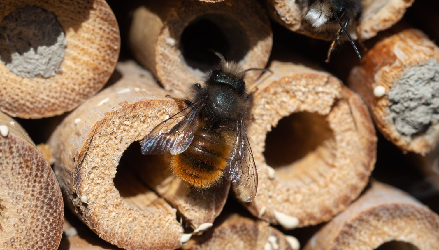 Cham soll zum Paradies für Wildbienen werden