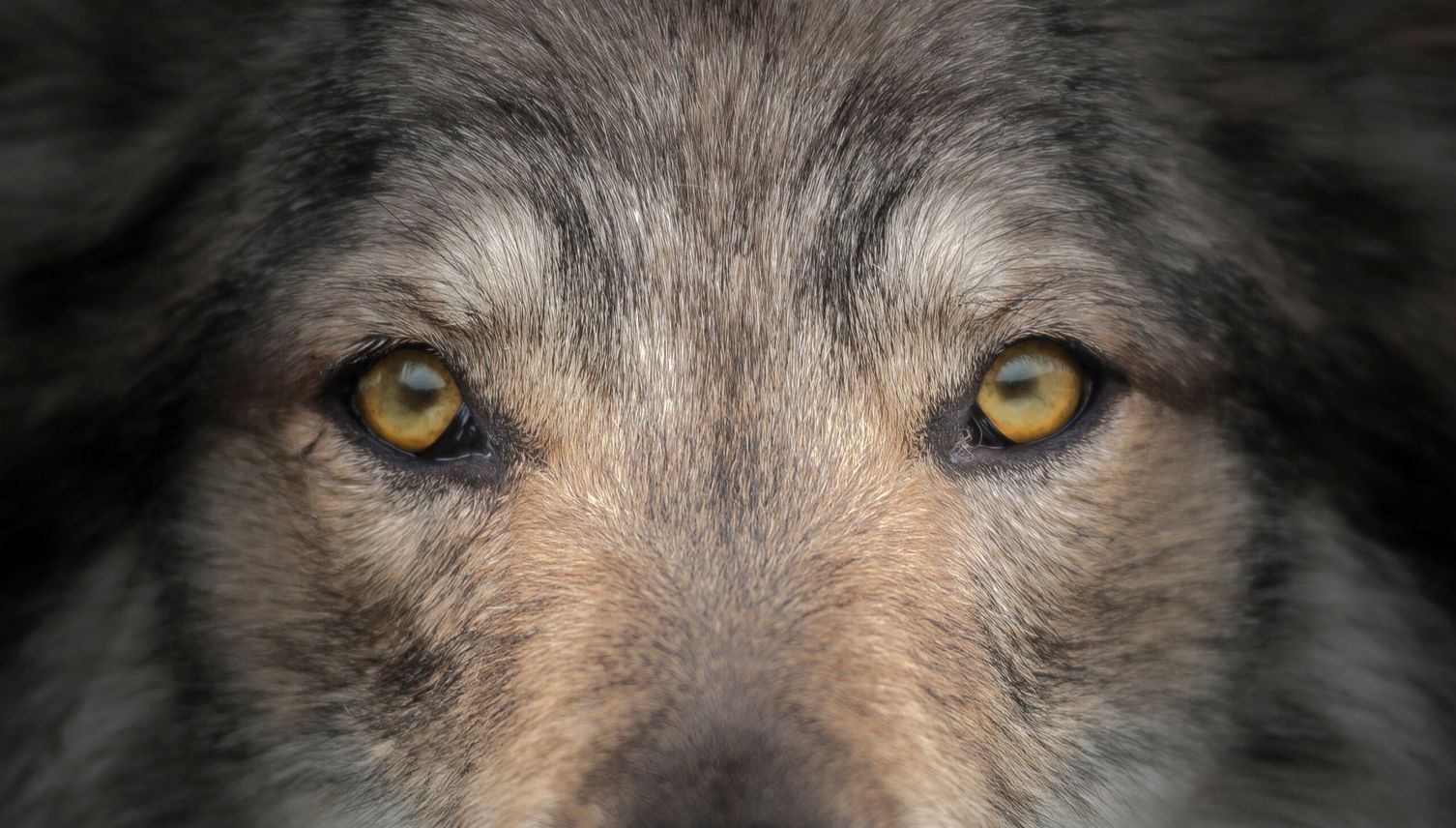 Schutz vor Wolf: Mehr Geld für Bauern