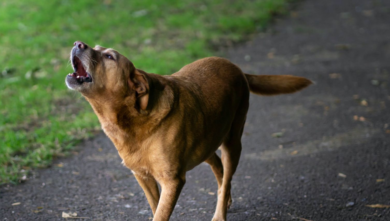 Immer mehr aggressive Hunde in Luzern
