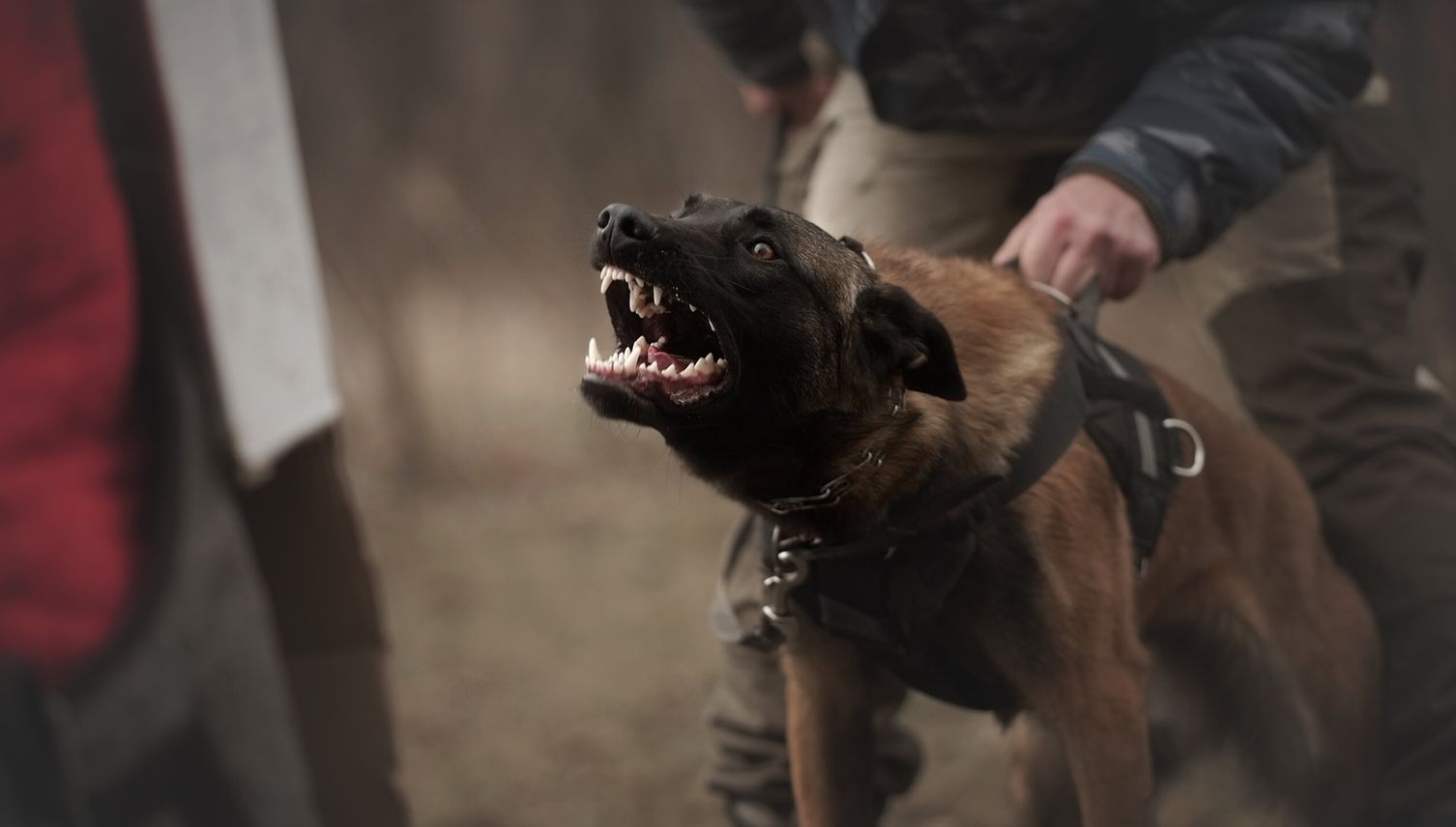 Polizeihund-Attacke: Polizist und Gebissener vor Gericht