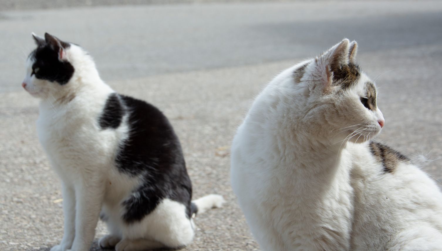 Katzenplage: Luzerner Gemeinden im Blindflug