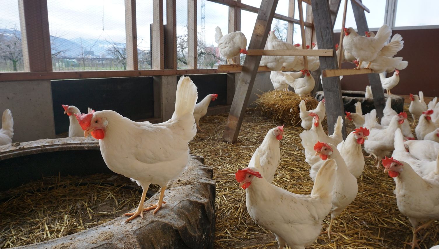 Hühner dürfen bald wieder raus: Das halten Zuger Bauern davon