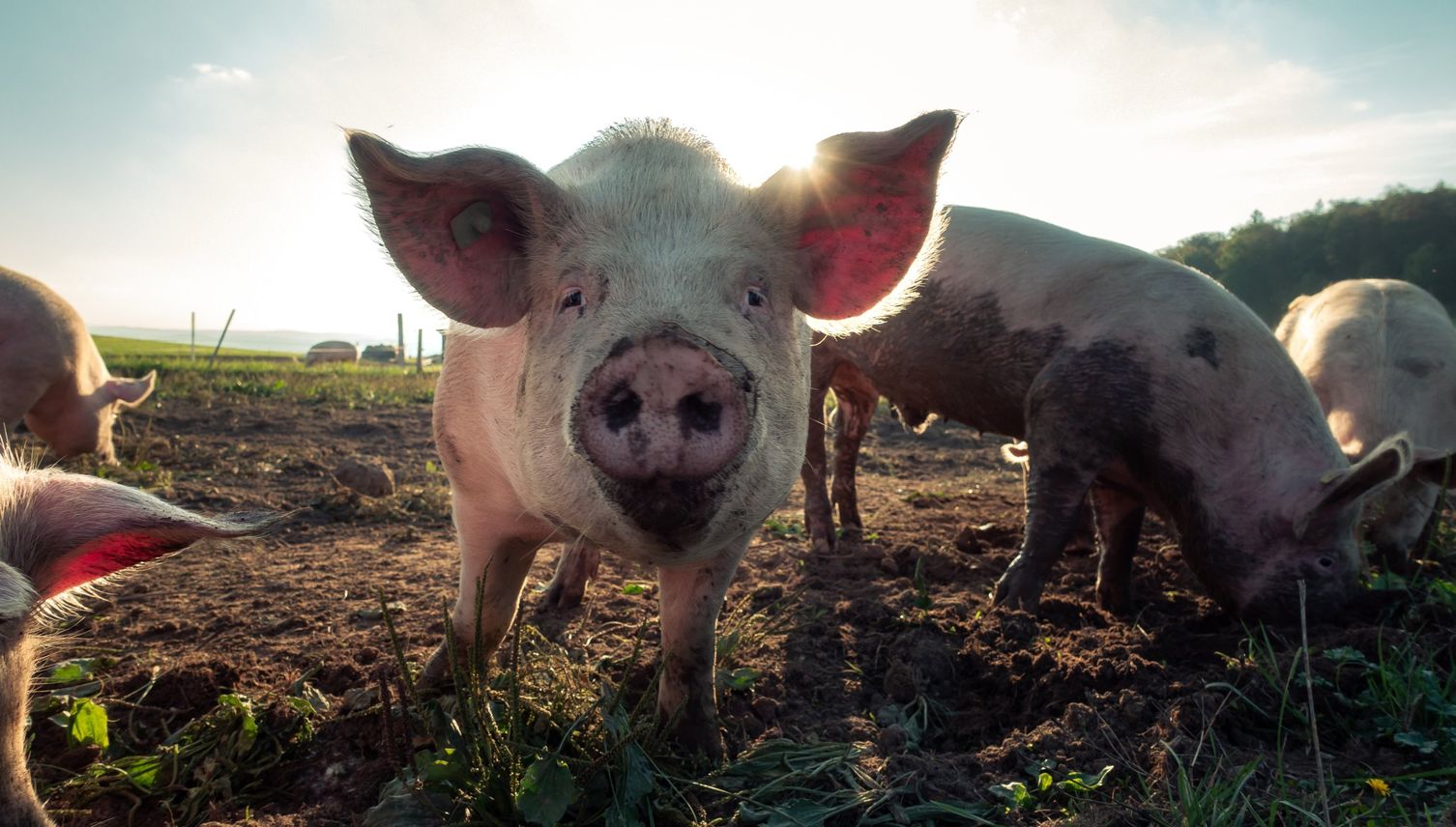 Tierhaltung: Luzerner Bäuerin kritisiert Konsumenten