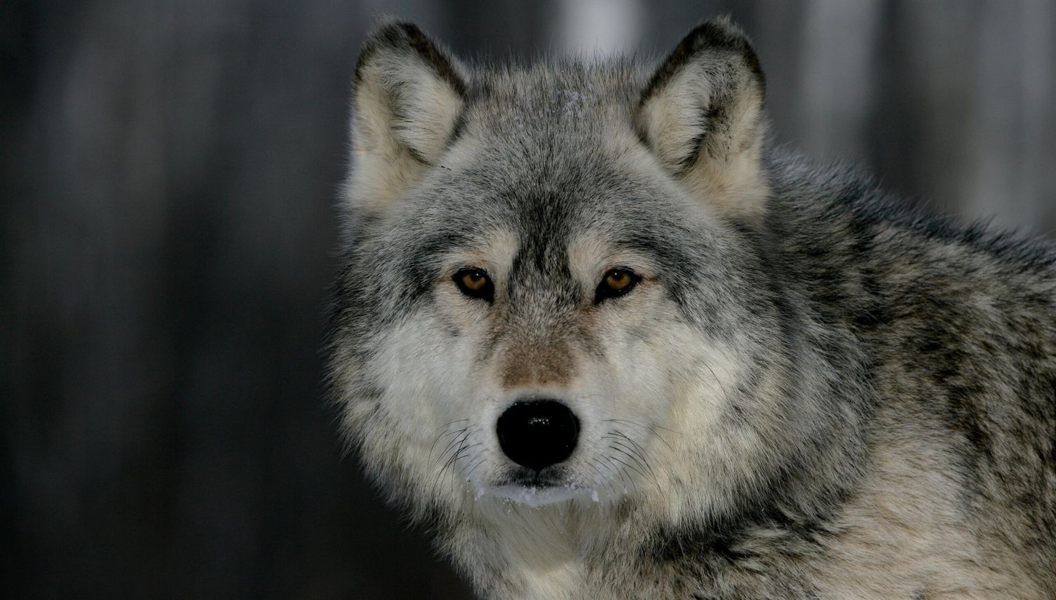 Wildhut warnt: In Rickenbach geht ein Wolf um