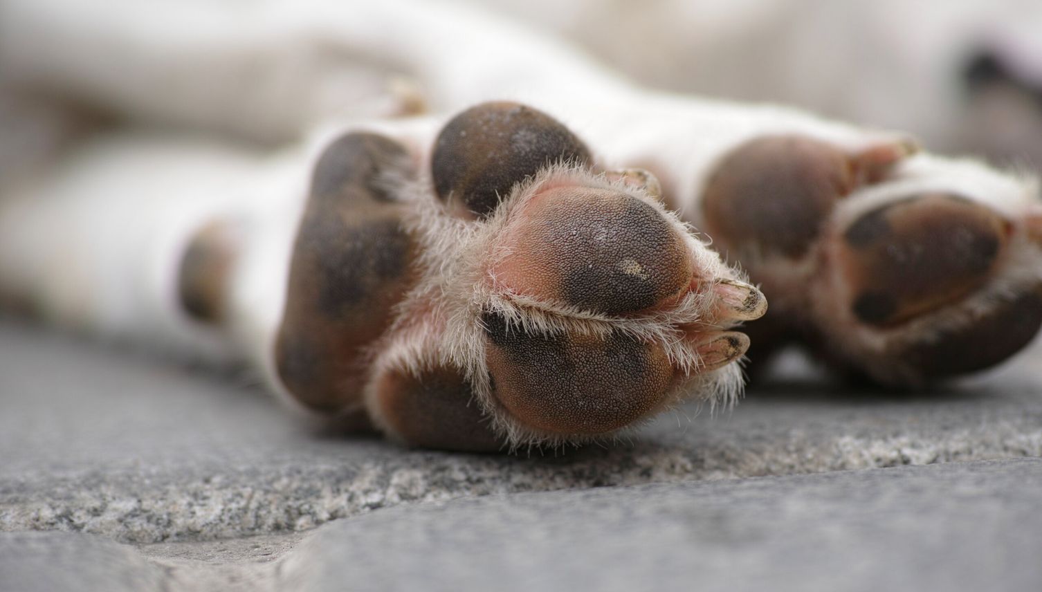 Hund qualvoll gestorben – Luzerner Halterin vor Gericht