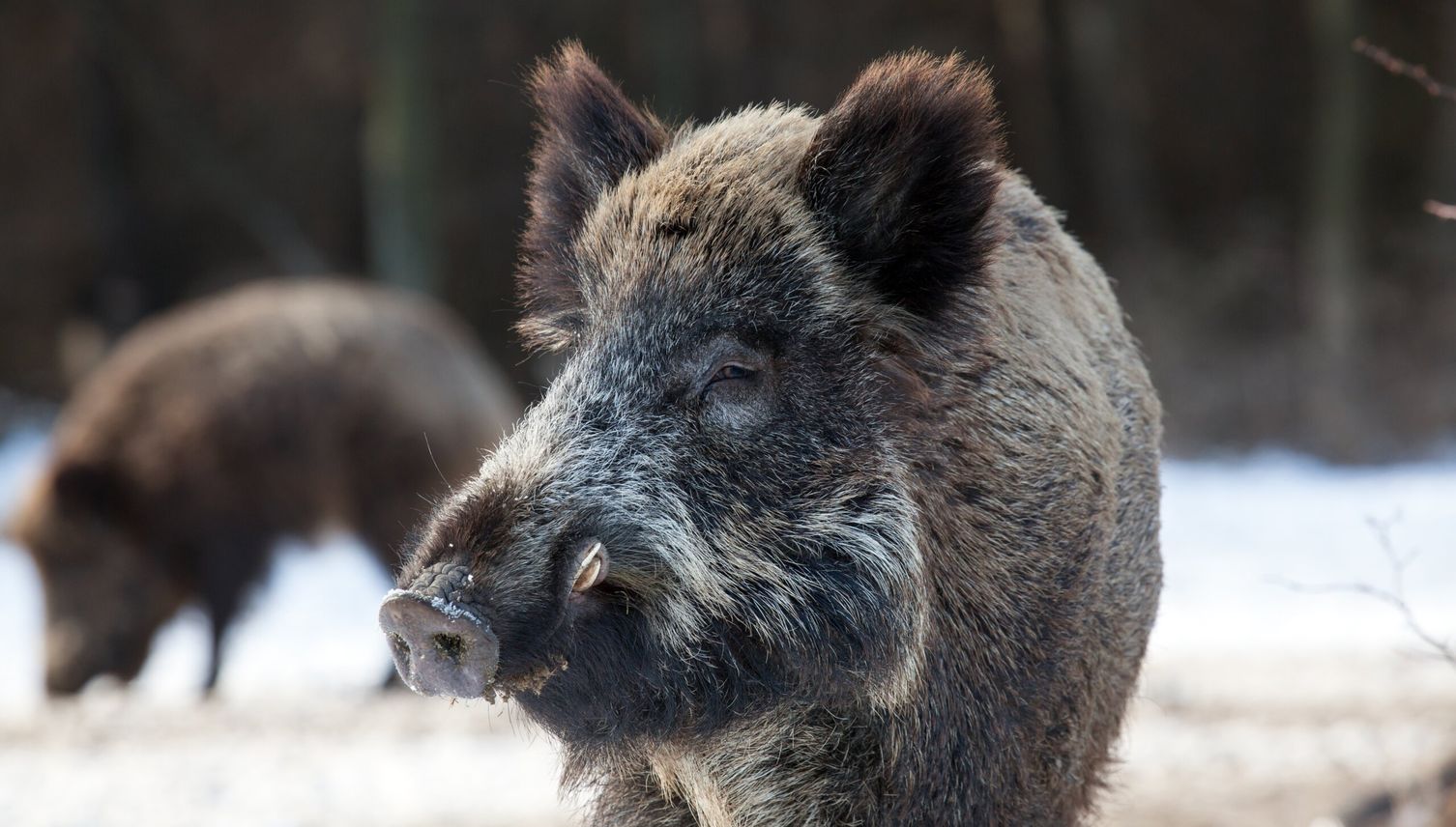Meggen in heller Aufregung: Die Wildschweine kommen