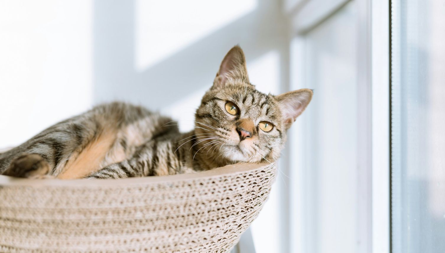 So spektakulär wurde Kater Fritz in Baar gefangen
