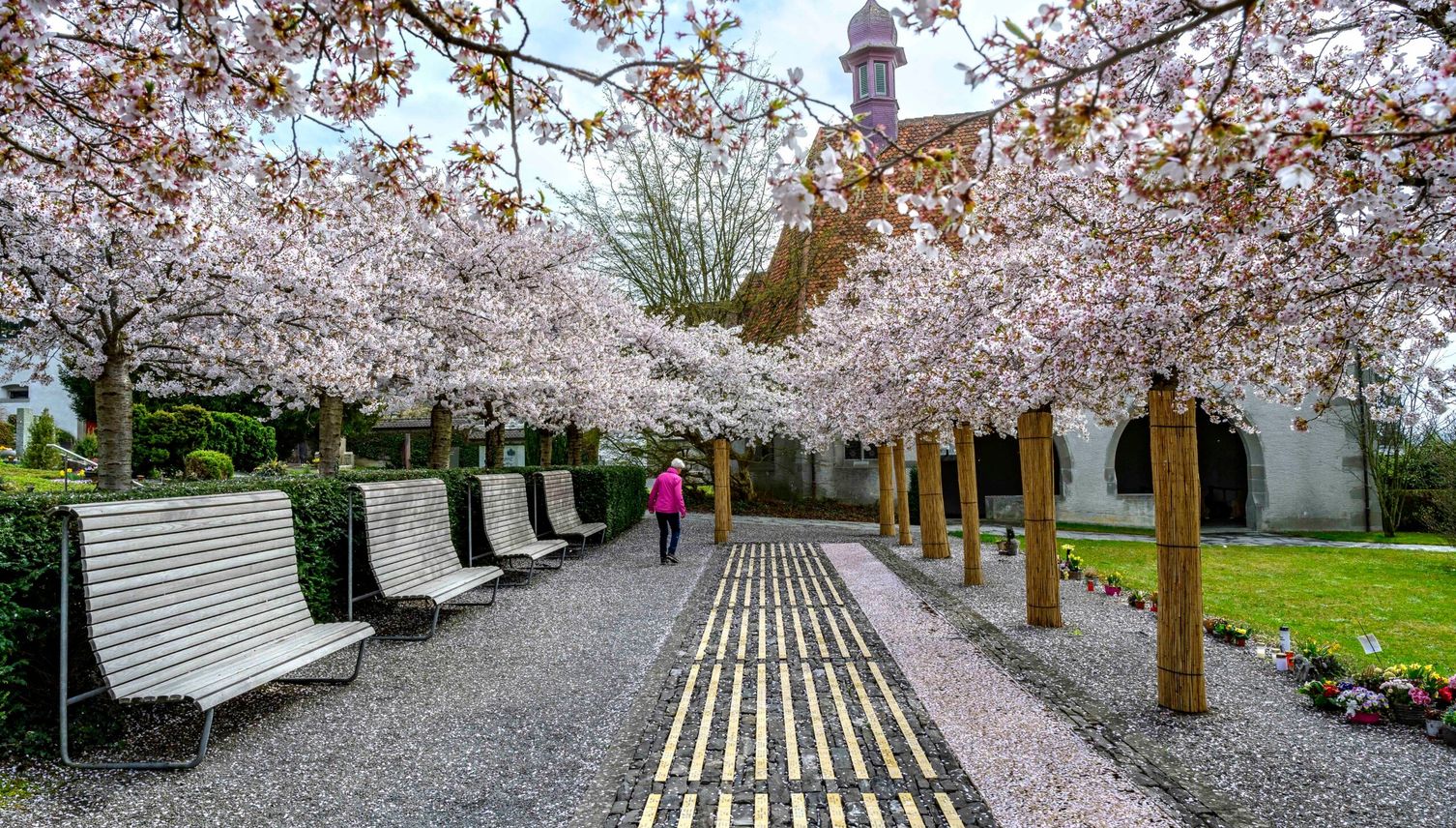 Mit dieser Karte findest du die schönsten Kirschblüten
