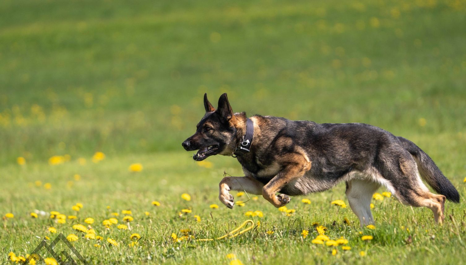 Polizeihunde schnappen jugendliche Einbrecher