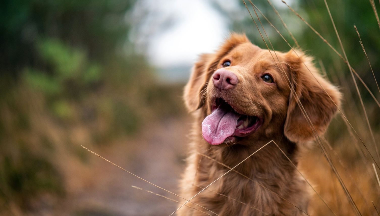 Kommission will Therapiehunde nicht von Hundesteuer befreien