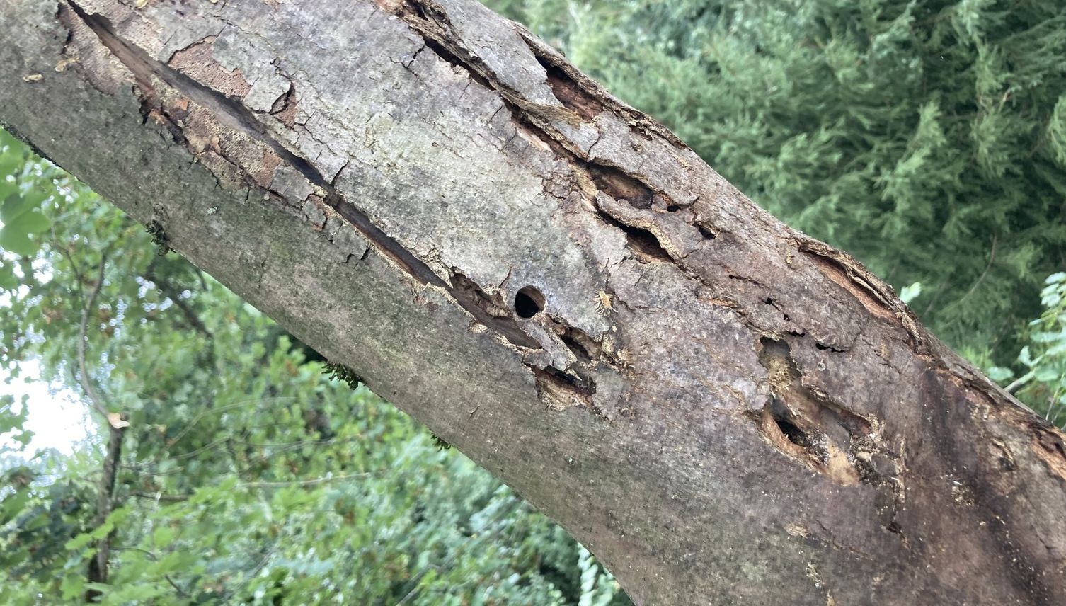Tausende Bäume und Sträucher gefällt