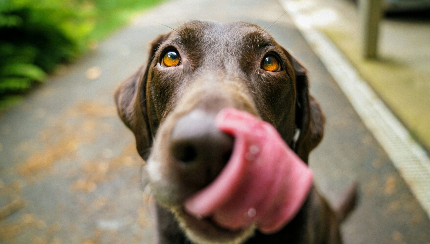 Hundehasser unterwegs? Giftköder an der Kleinen Emme gesichtet