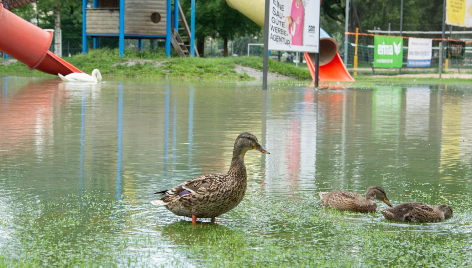 So meistern Ente und Forelle das Luzerner Hochwasser