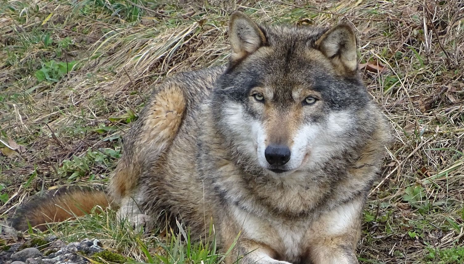 Das sagen Luzern und Zug zu mehr Wolfsabschüssen