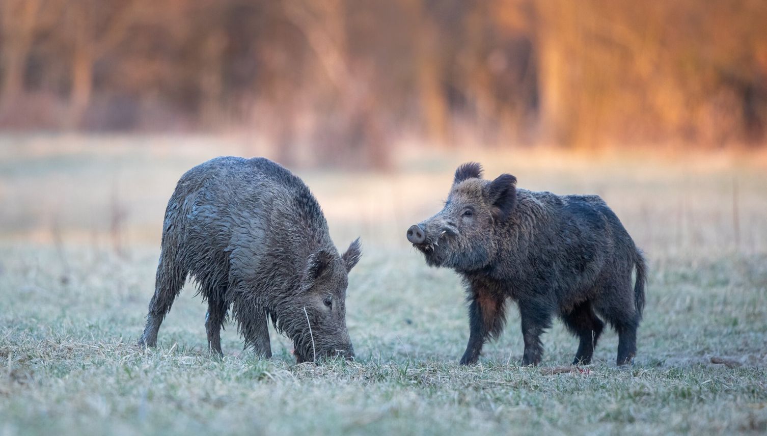 Wildschweine gesichtet: Was steckt hinter der Rückkehr?