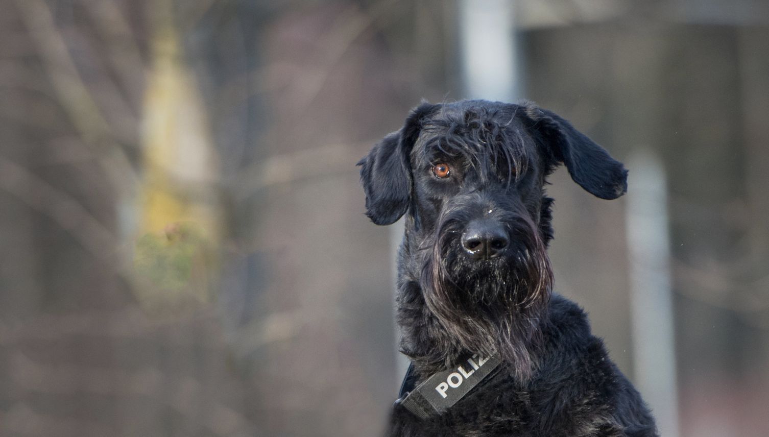 Zuger Polizeihund «Harvey» erschnüffelt Koks