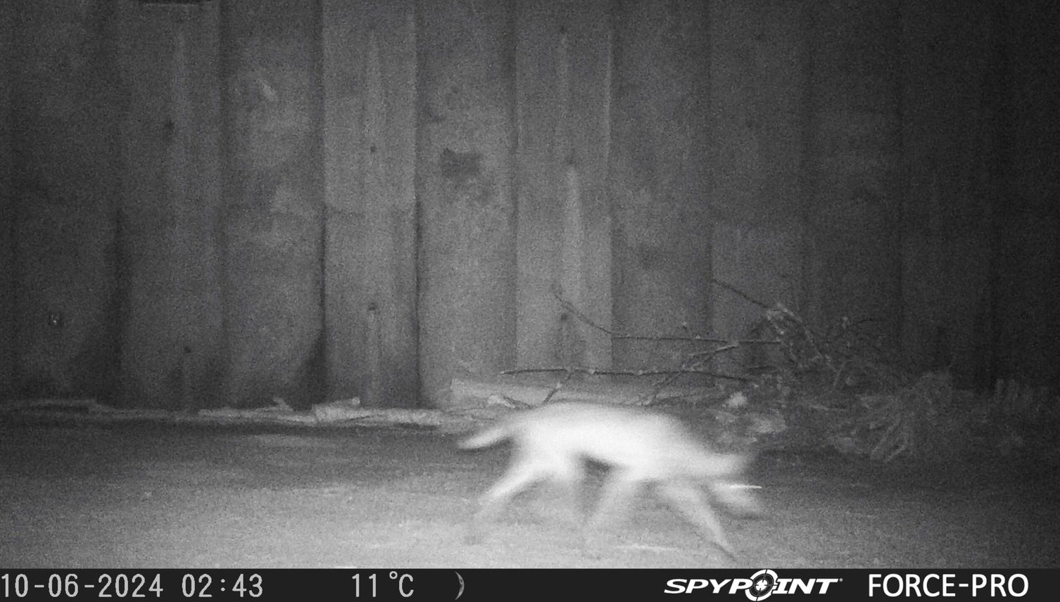 Wolf huscht erstmals durch Unterführung für Wildtiere