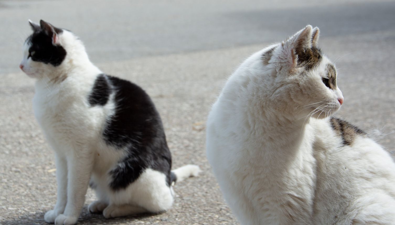 Katzenplage: Luzerner Gemeinden im Blindflug