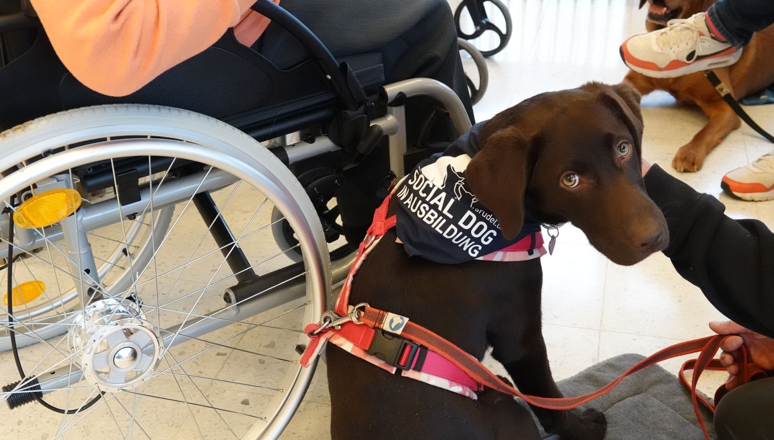 Zuger Hundeschule sucht verzweifelt nach Trainingsraum