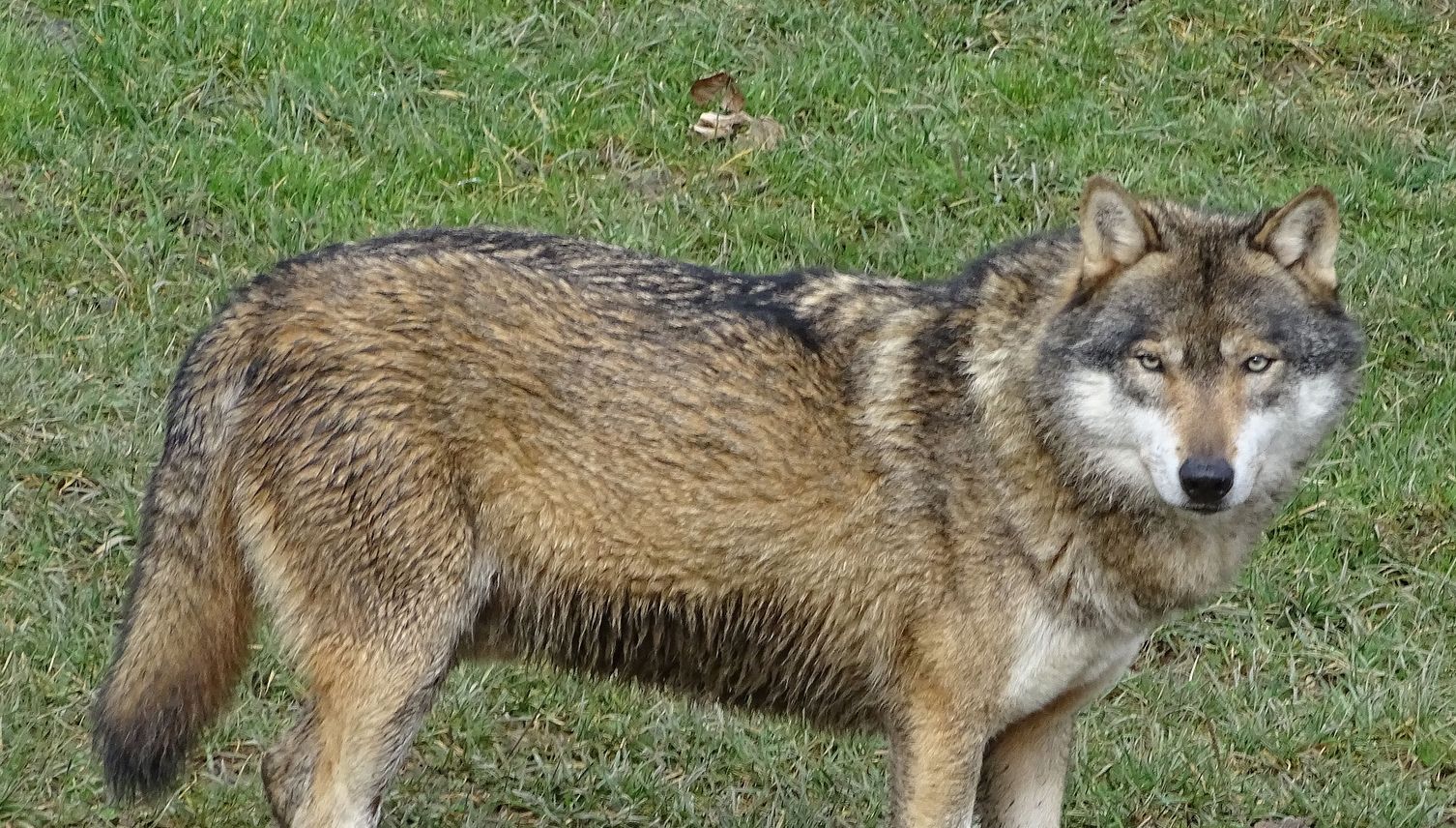 Streift in Oberägeri ein Wolf umher?