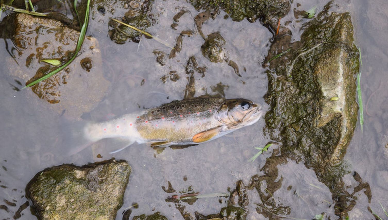 Fischsterben in Luzern: So wenige Fälle wie selten