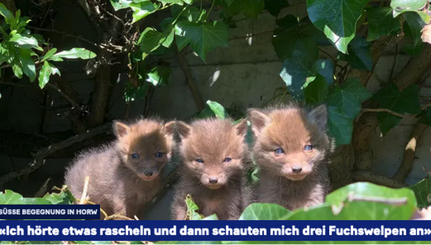 Spaziergängerin entdeckt Fuchswelpen in Horw
