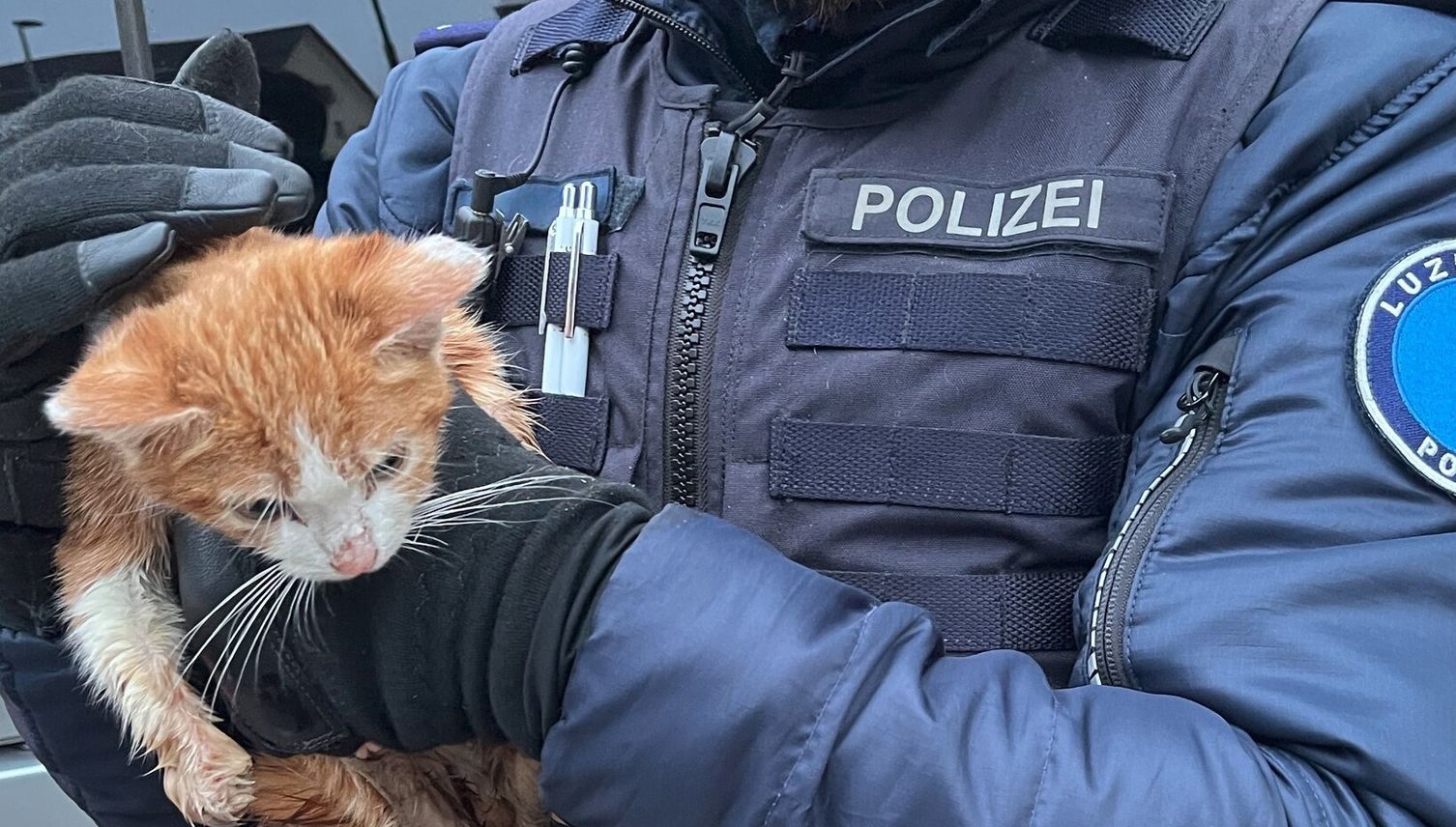 «Jöh»-Einsatz: Polizei rettet Büsi aus Abfallcontainer