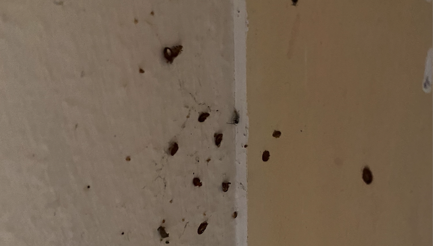Mitten in Luzern steht ein Haus voller Bettwanzen