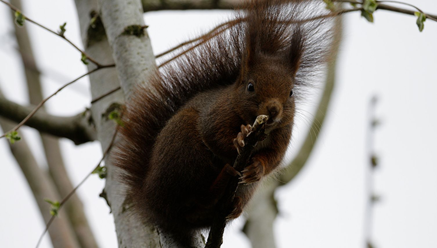 Suche nach dem Zuhause der Stadteichhörnchen: Luzerner sollen helfen