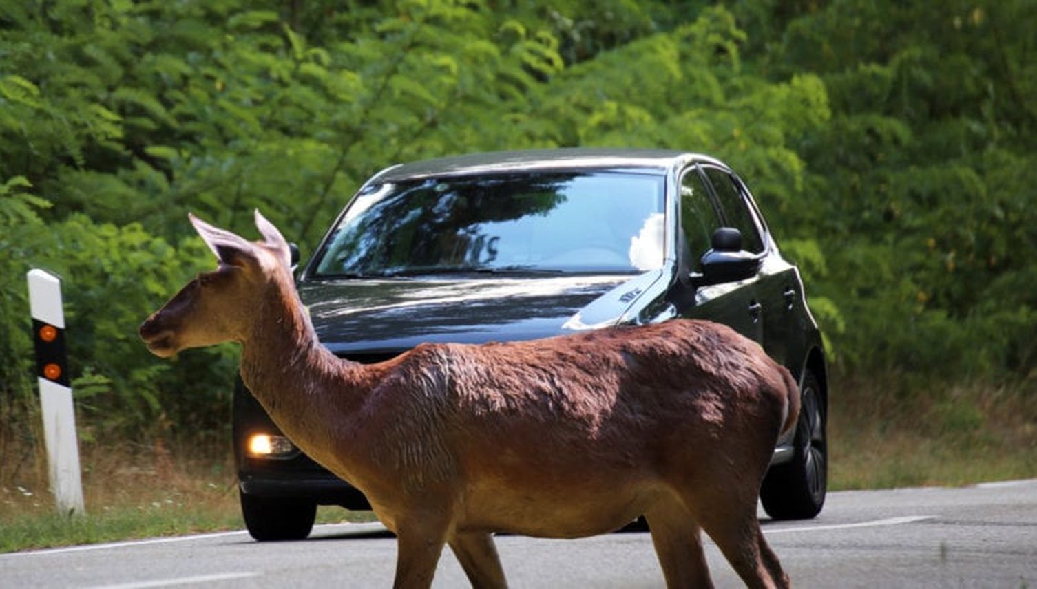 Wildtierbrücken über die A2: Mensch bleibt ein Problem