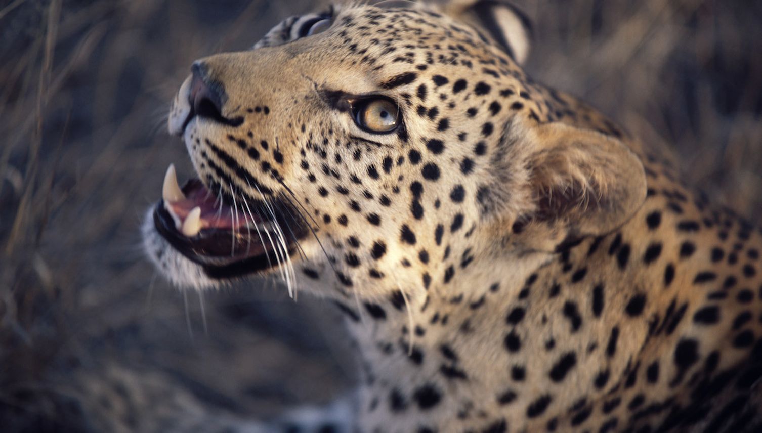 «Toni’s Zoo»: Was ist bloss mit Leopard «Pädi» los?