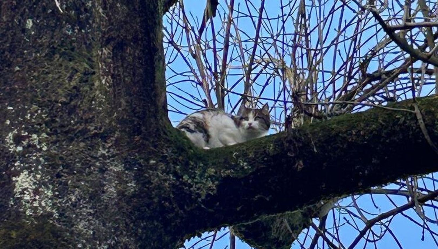 Baarer Katze führt Feuerwehr an der Nase herum