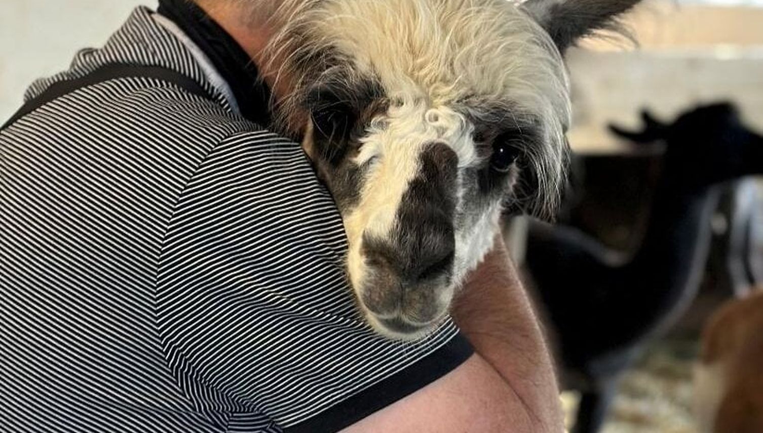 Auf dem Hof Vogelsang müssen auch Lamas zur Impfung