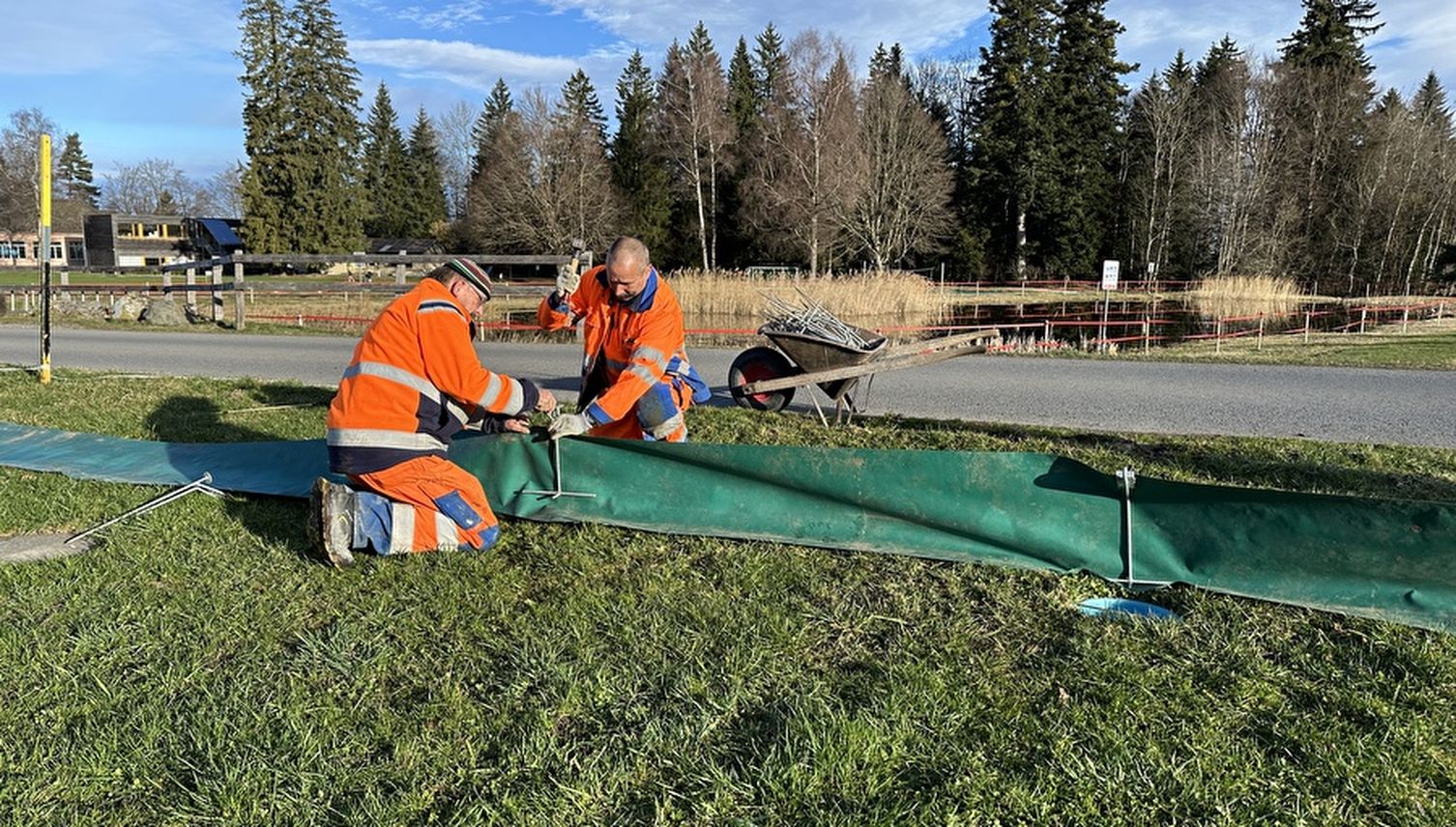Rette Frösche, sammle Karma: Bist du neu Amphibienretter?