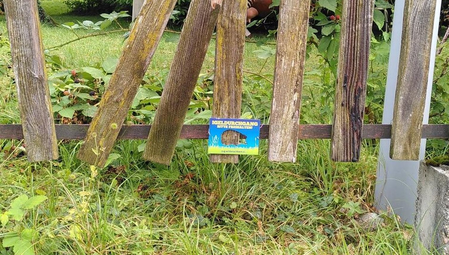Zuger sollen kleinen Wildtieren helfen