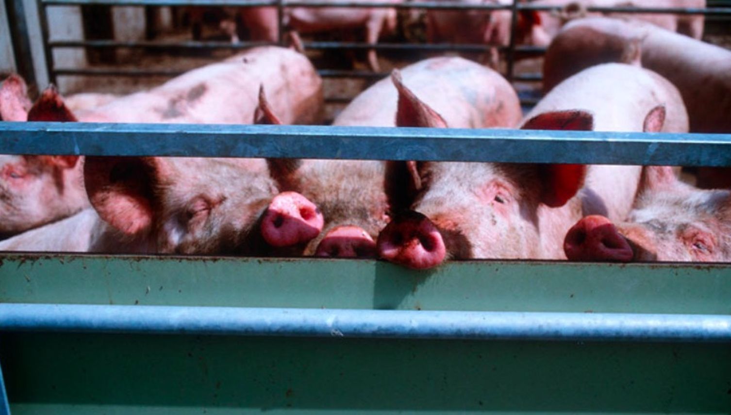 Landwirt quält Schweine auf Schwyzer Bauernhof