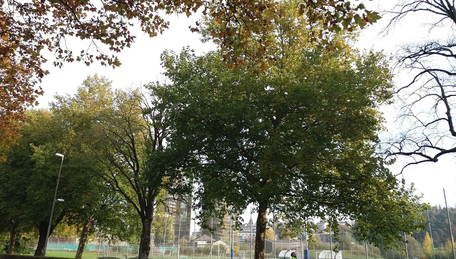 Stadt Luzern muss 105 Bäume fällen