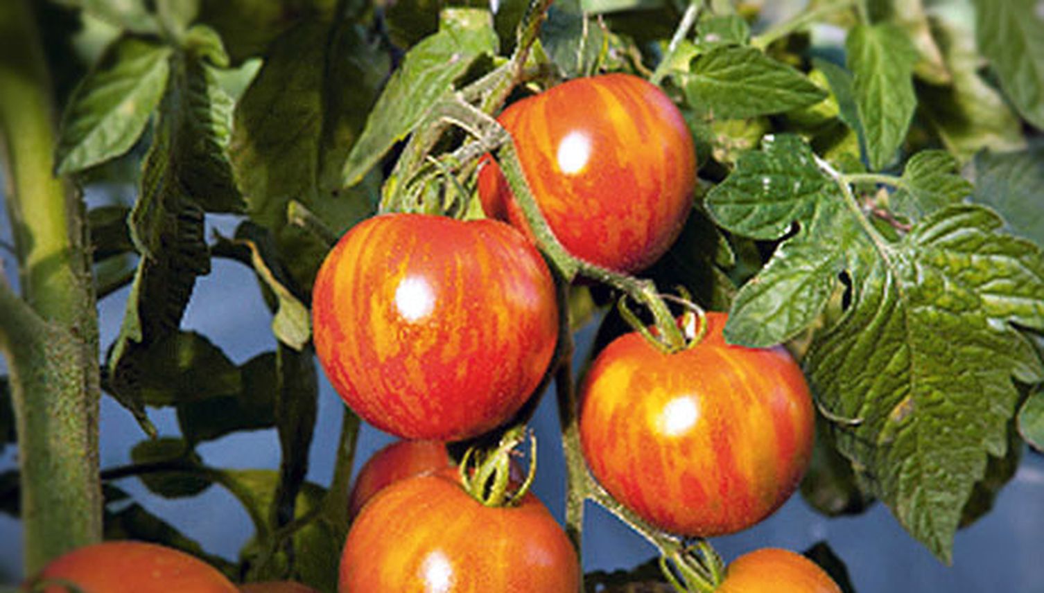 Freie Tomaten für alle!