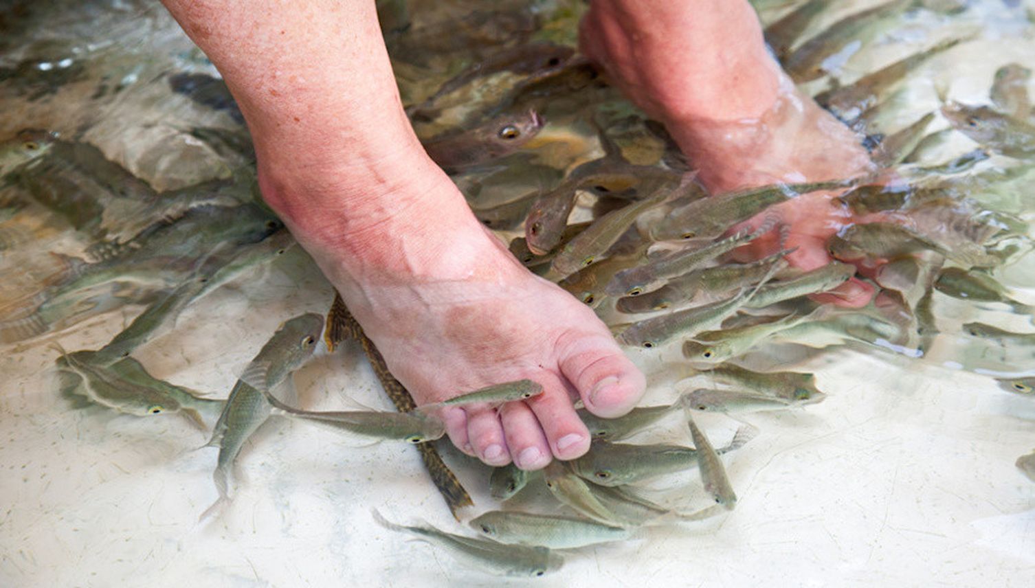 Fischfutter in Siem Reap
