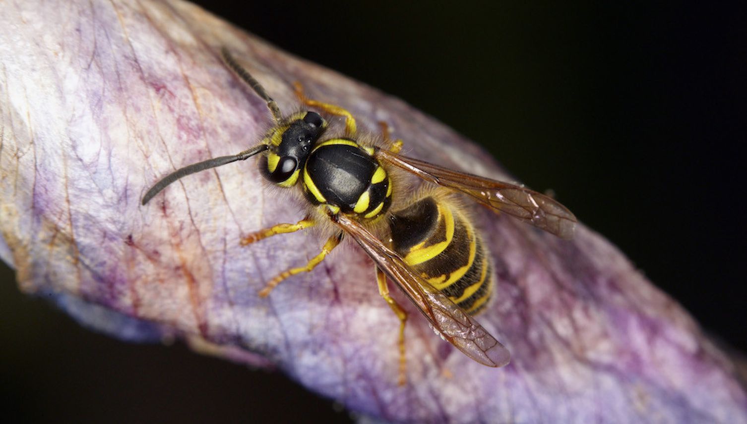 Friedliches Zusammenleben mit Wespen: Unmöglich?
