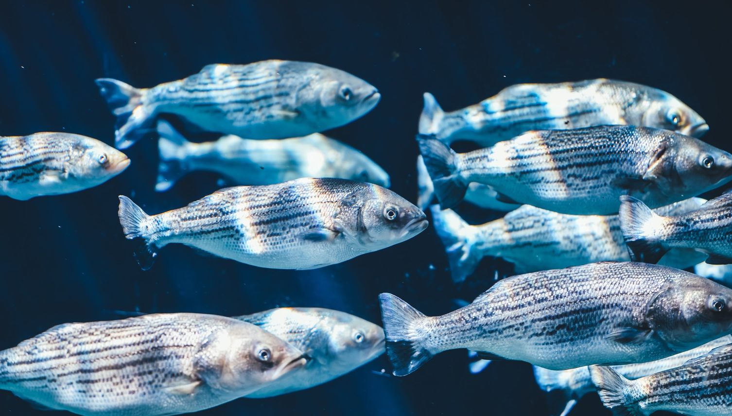 Die Uni als Aquarium